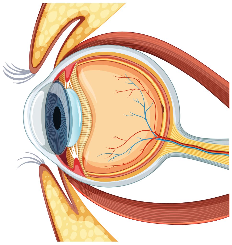 retina